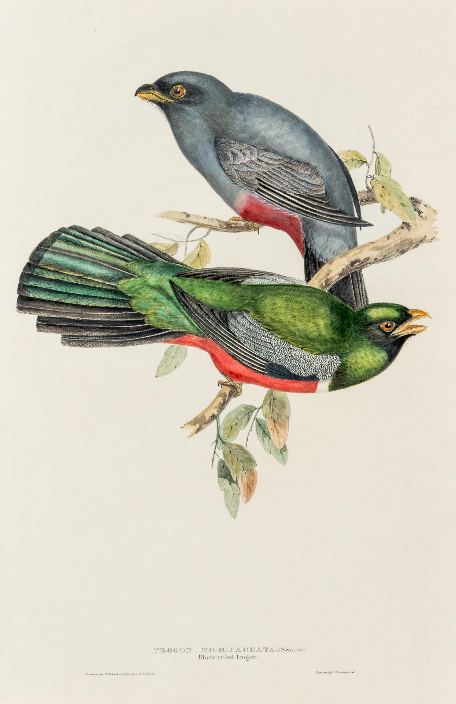GOULD, John (1804-1881)