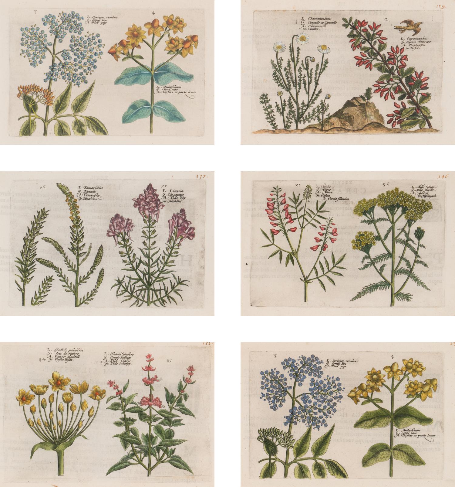 A Set of Six Framed Colored Botanical Engravings