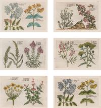 A Set of Six Framed Colored Botanical Engravings