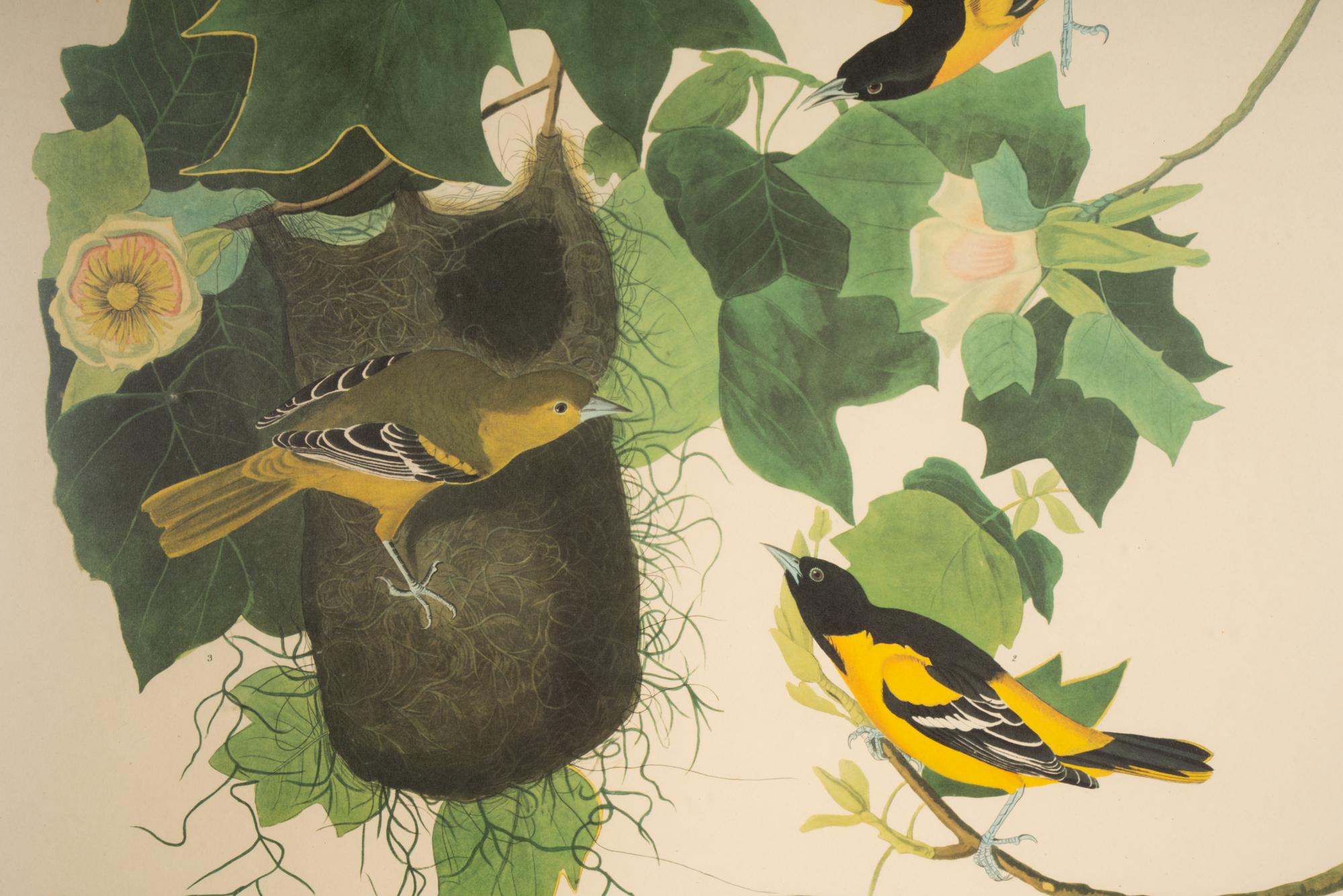 AUDUBON, John James (1784-1851)