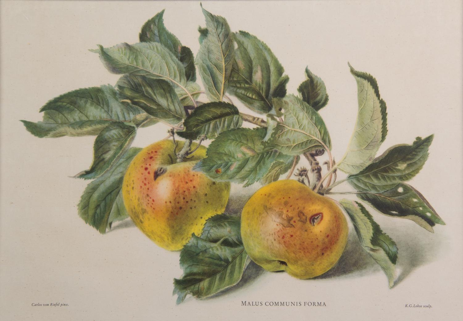 Artist Unknown, , Three color prints depicting fruits.