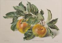 Artist Unknown, , Three color prints depicting fruits.