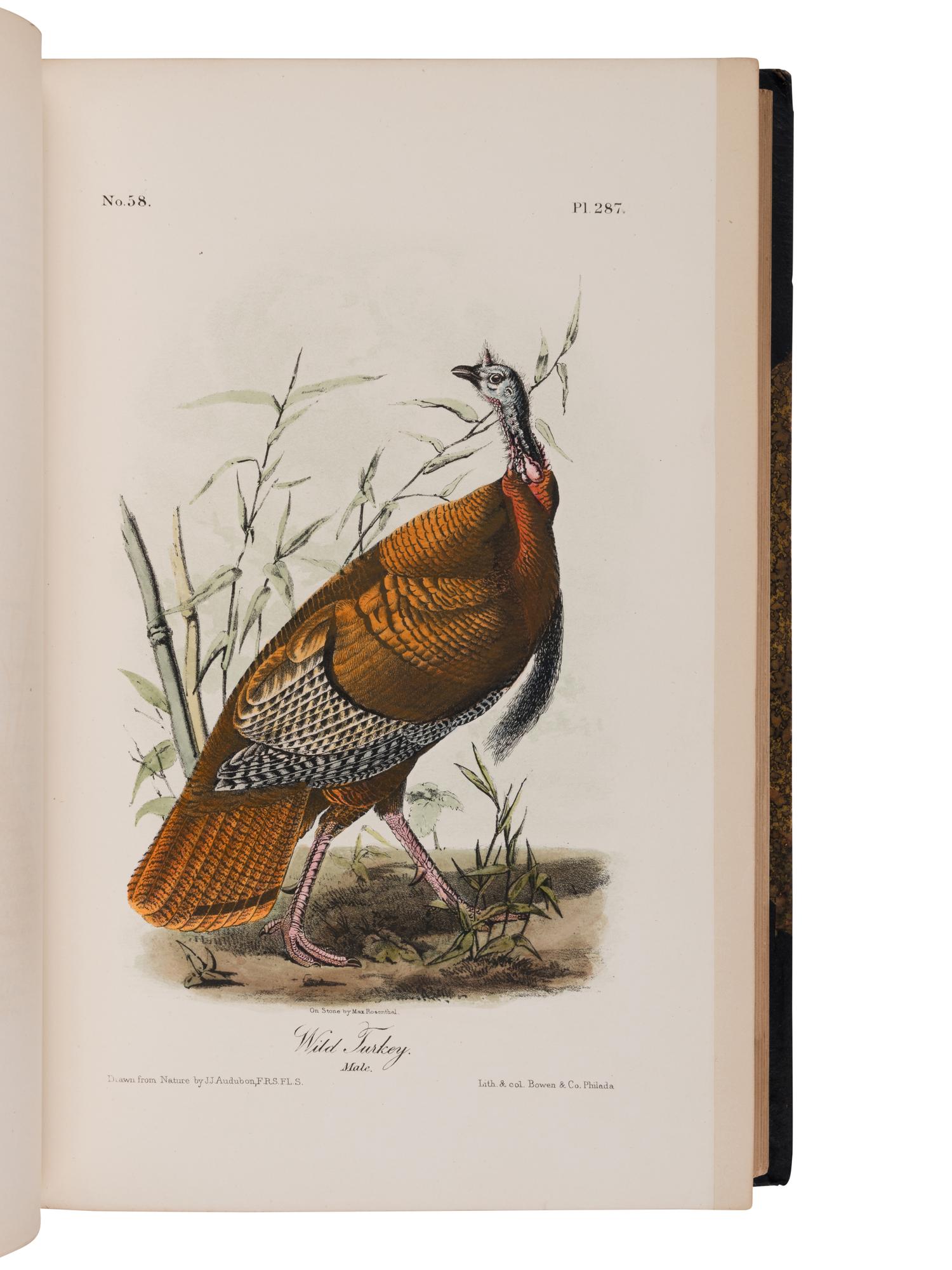 AUDUBON, John James (1785-1851) and John BACHMAN (1790-1874). The Birds of America. [With:] The Quadrupeds of North America . New York: George R. Lockwood, [1870].