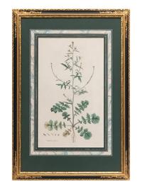 Four Hand Colored Botanical Engravings