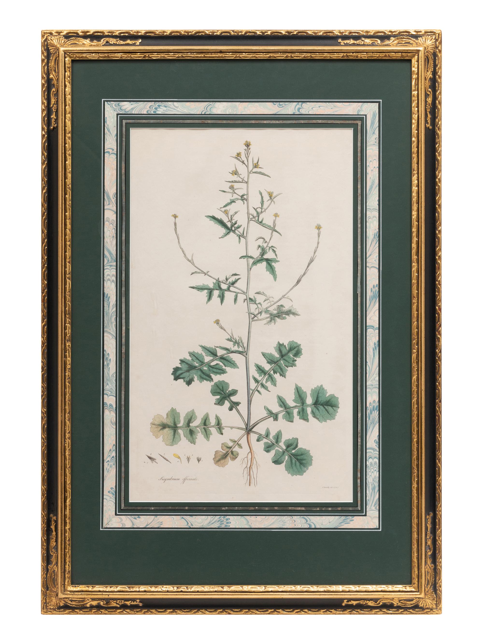 Four Hand Colored Botanical Engravings