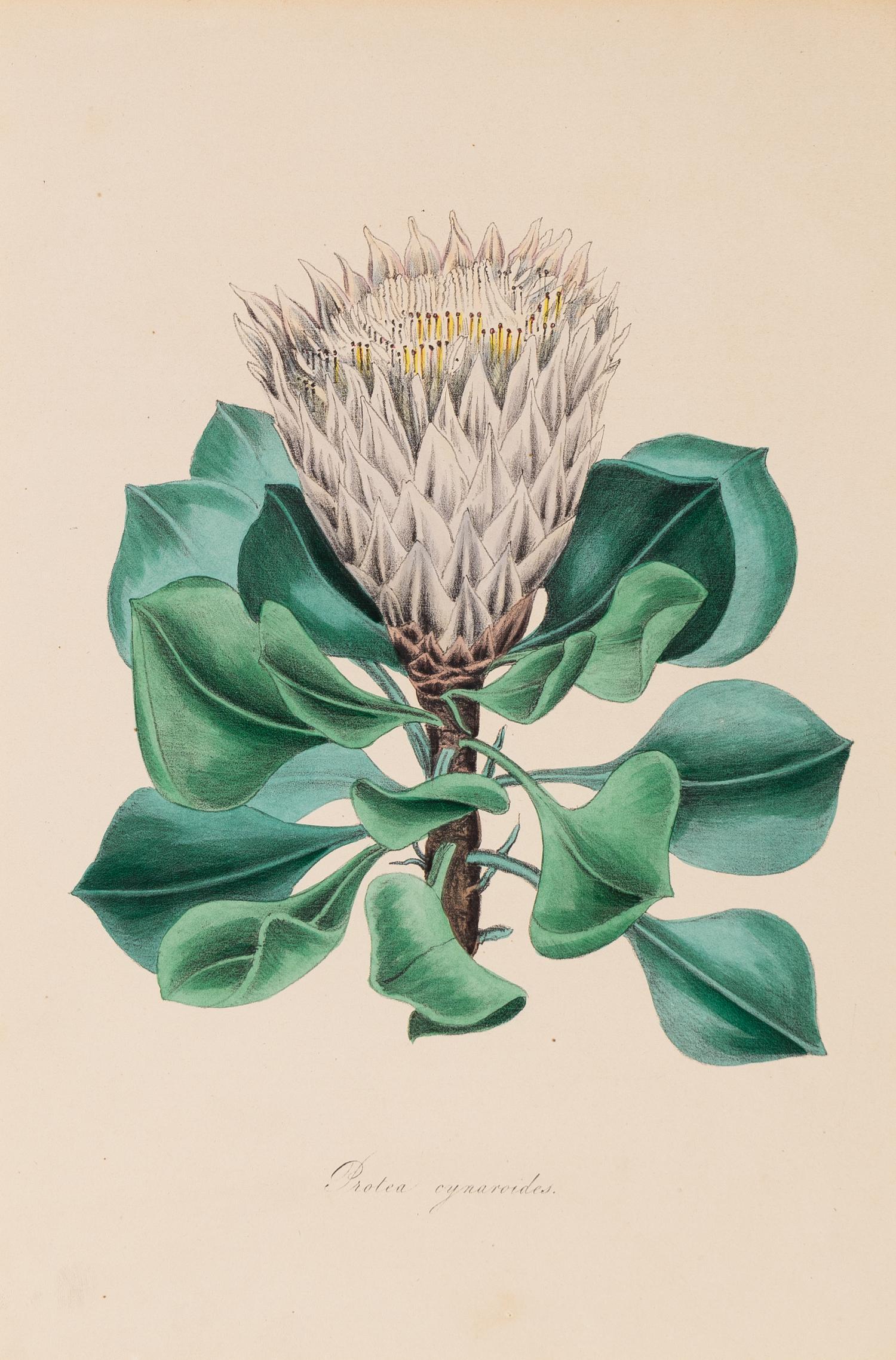 A Collection of Six English Botanical Engravings — 20TH CENTURY