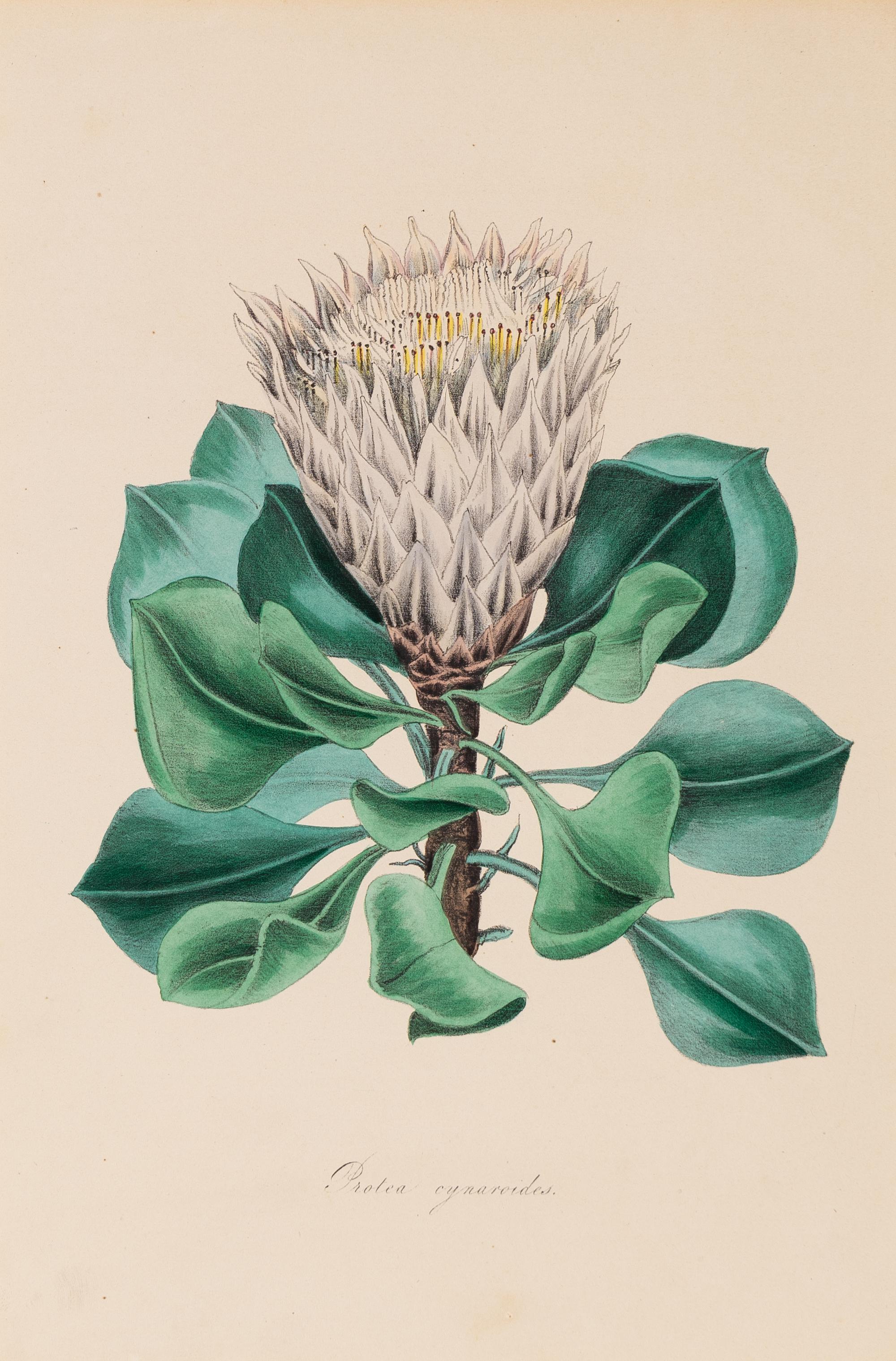 A Collection of Six English Botanical Engravings — 20TH CENTURY