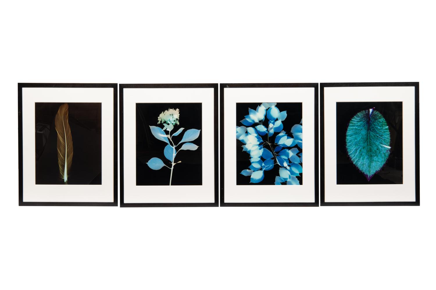 Large Coleus Leaf, Blue Dogwood Leaves, Single Feather and Hydrangea (four botanical prints), circa 2000