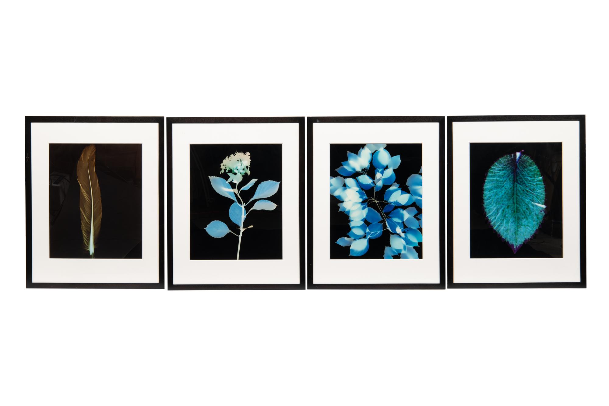 Large Coleus Leaf, Blue Dogwood Leaves, Single Feather and Hydrangea (four botanical prints), circa 2000