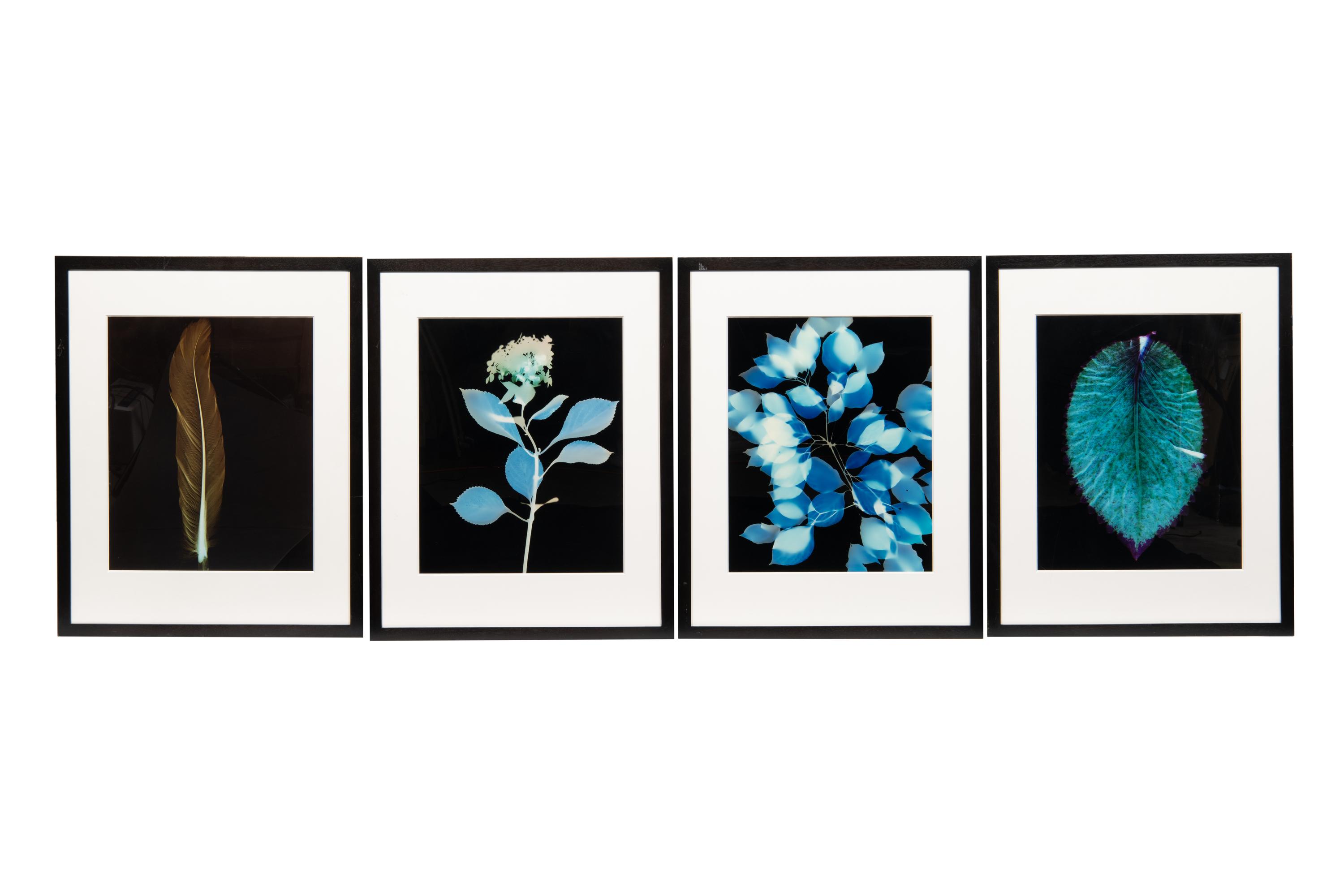 Large Coleus Leaf, Blue Dogwood Leaves, Single Feather and Hydrangea (four botanical prints), circa 2000
