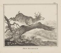 A Set of Nine Framed German Zoological Engravings