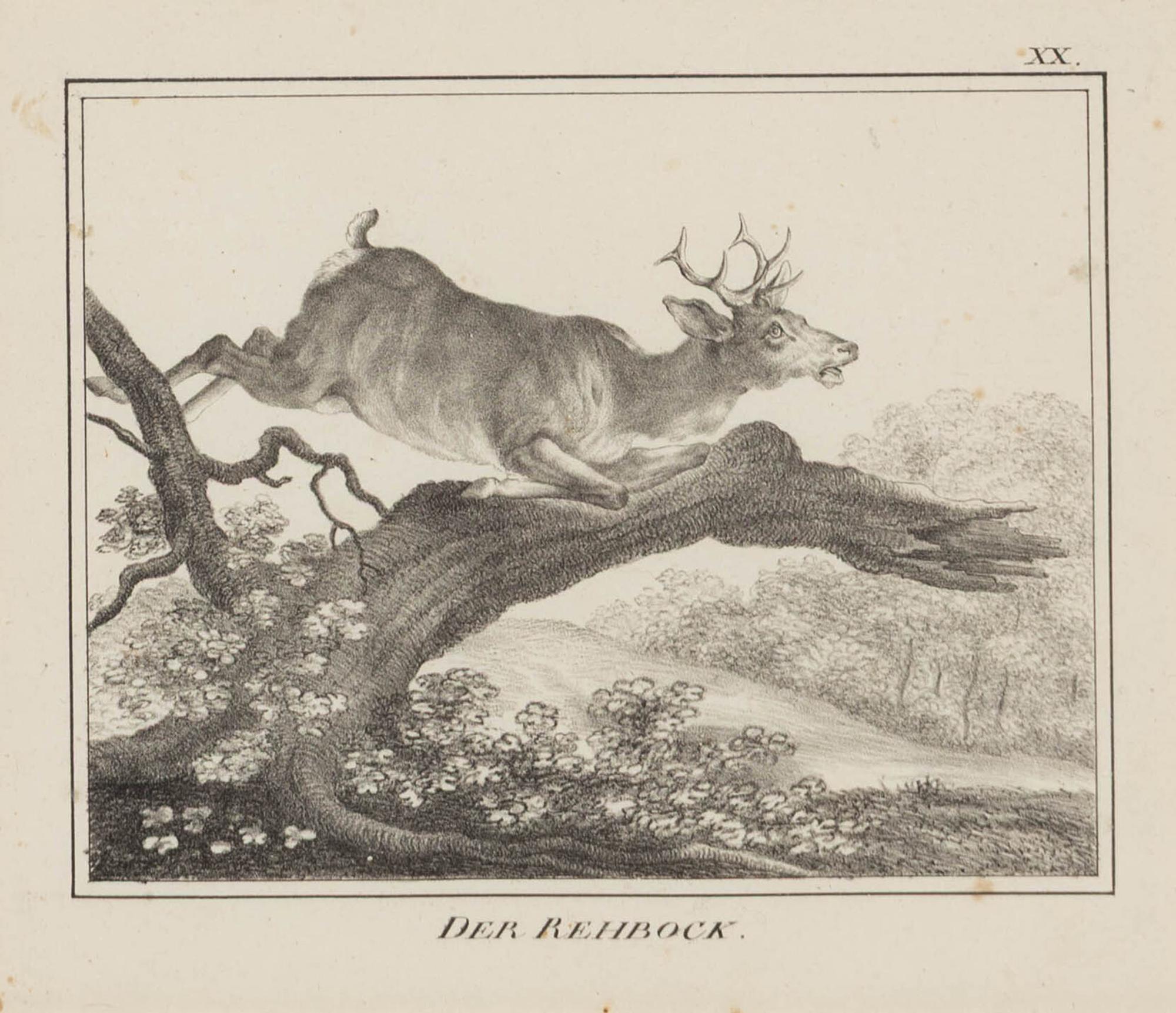 A Set of Nine Framed German Zoological Engravings