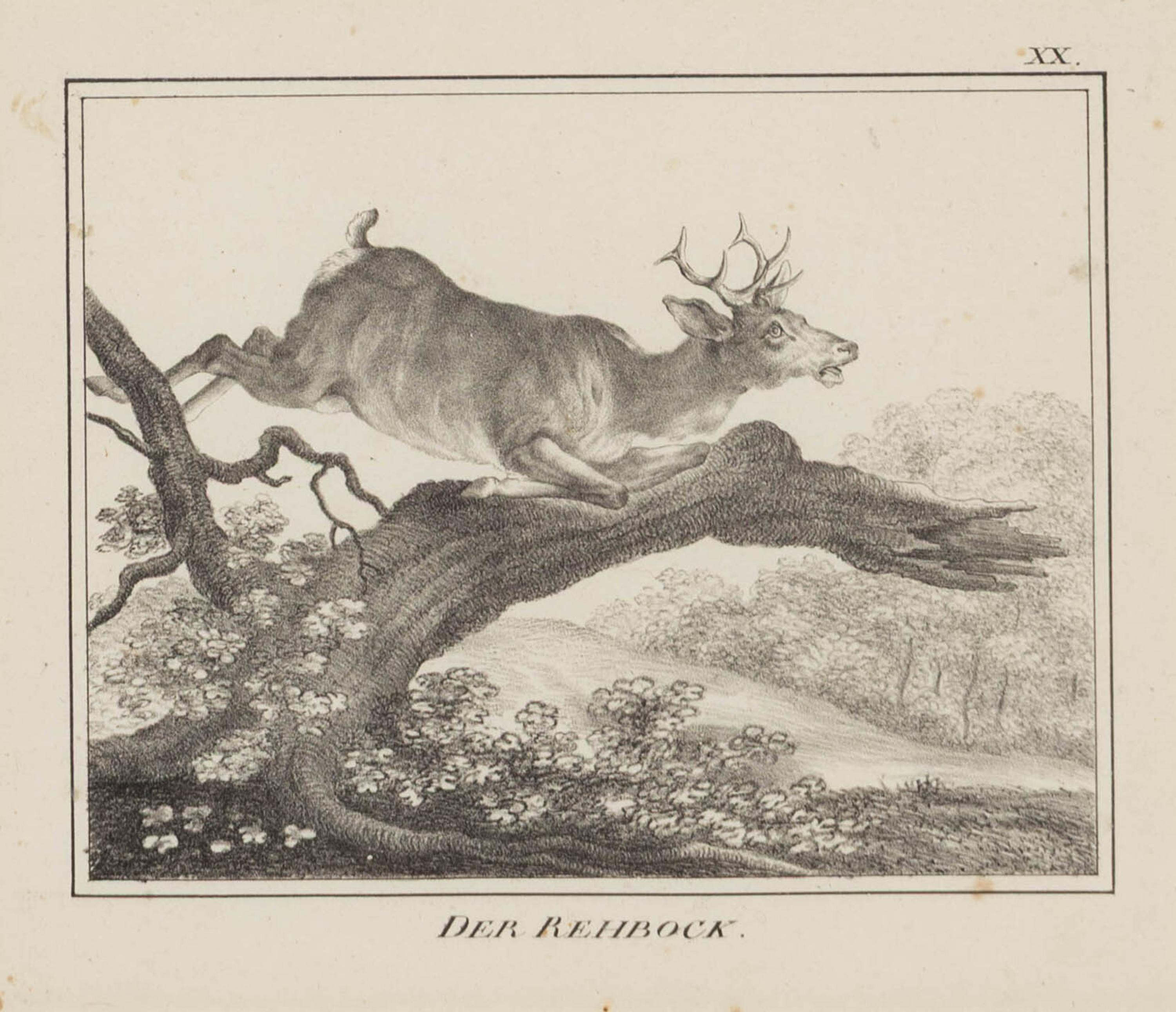 A Set of Nine Framed German Zoological Engravings