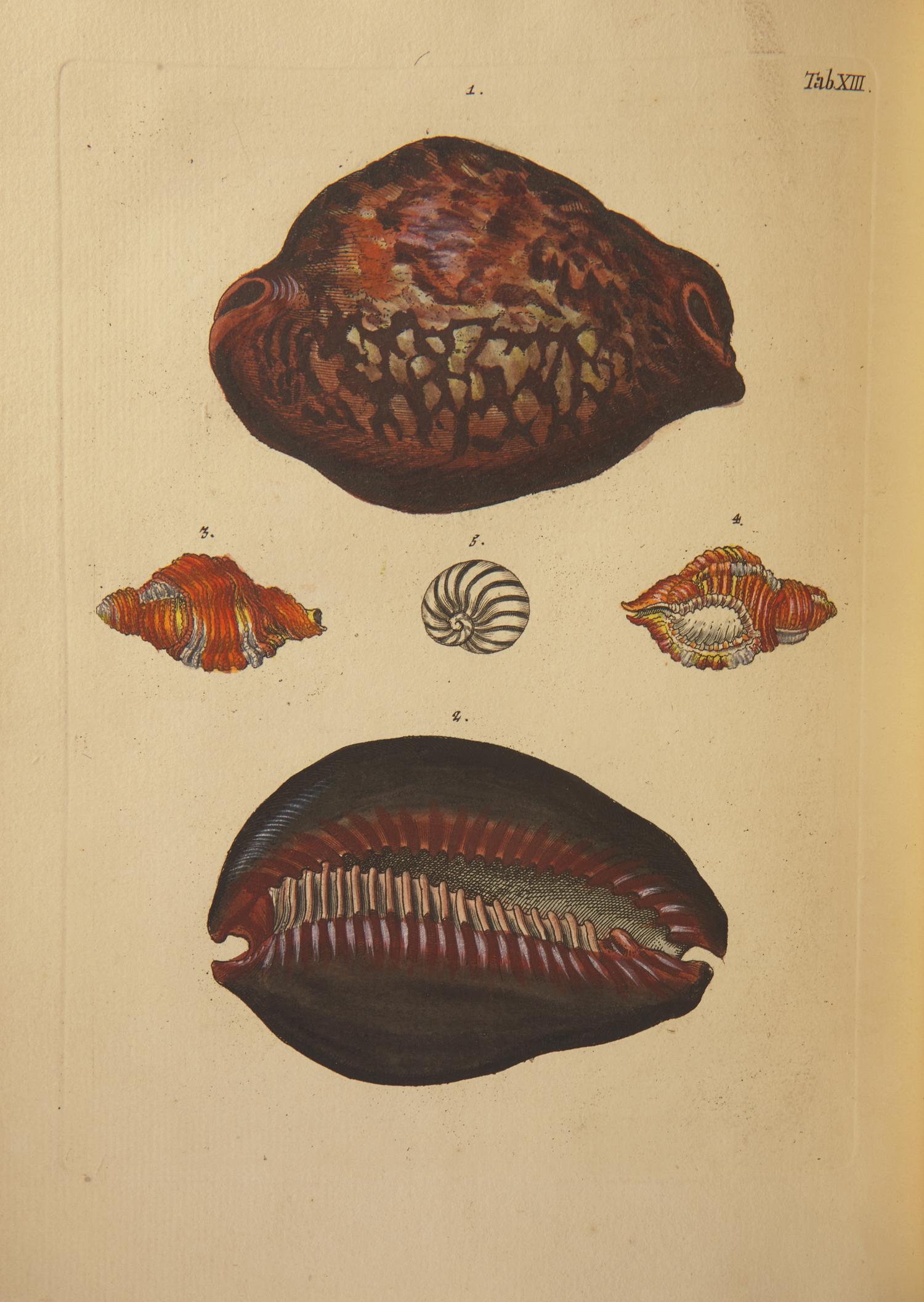 [Natural History] Knorr, Georg Wolfgang. Verlustiging der oogen en van den geest, of Verzameling van allerley bekende Hoorens en Schulpen...