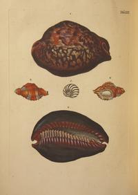 [Natural History] Knorr, Georg Wolfgang. Verlustiging der oogen en van den geest, of Verzameling van allerley bekende Hoorens en Schulpen...