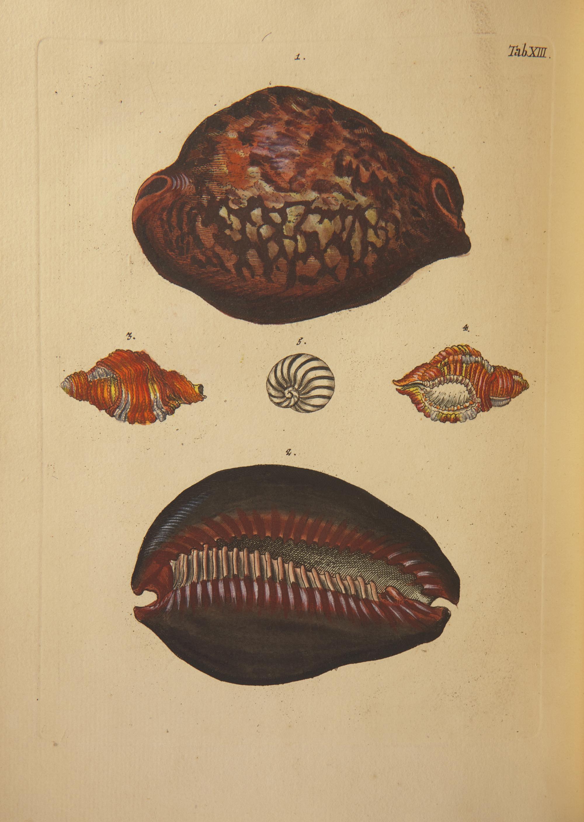 [Natural History] Knorr, Georg Wolfgang. Verlustiging der oogen en van den geest, of Verzameling van allerley bekende Hoorens en Schulpen...