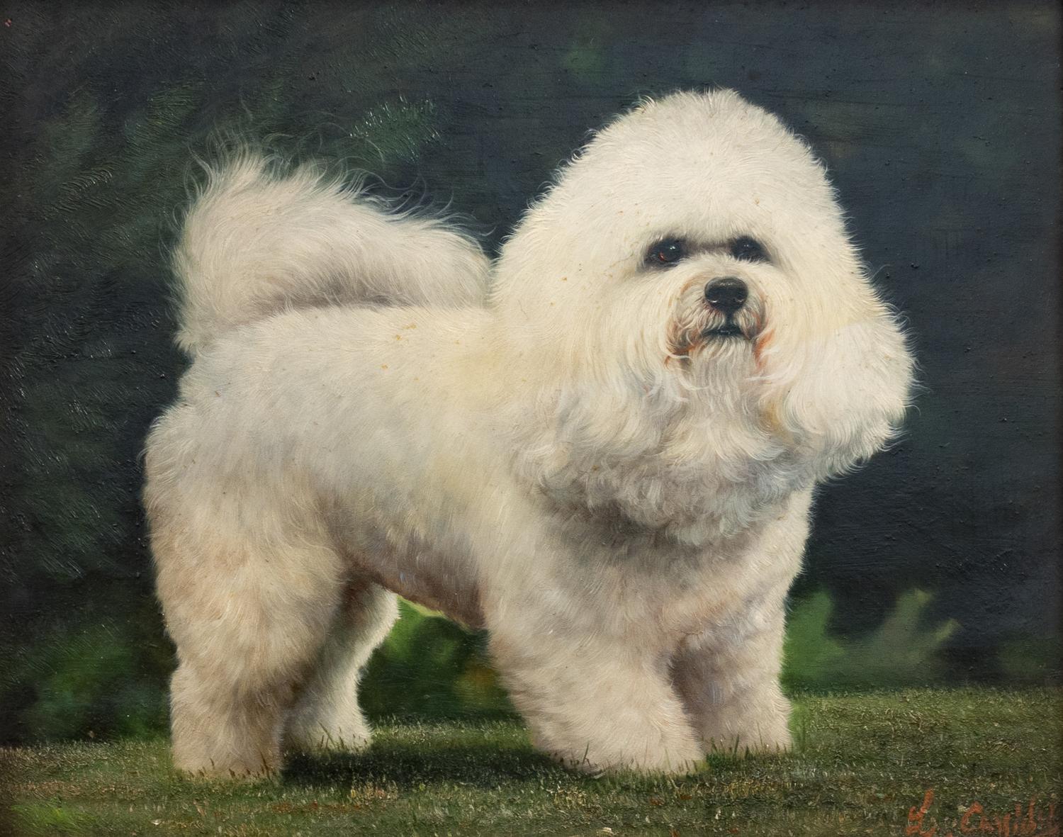 Portrait of a Bichon Frise and Pug