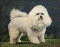 Portrait of a Bichon Frise and Pug