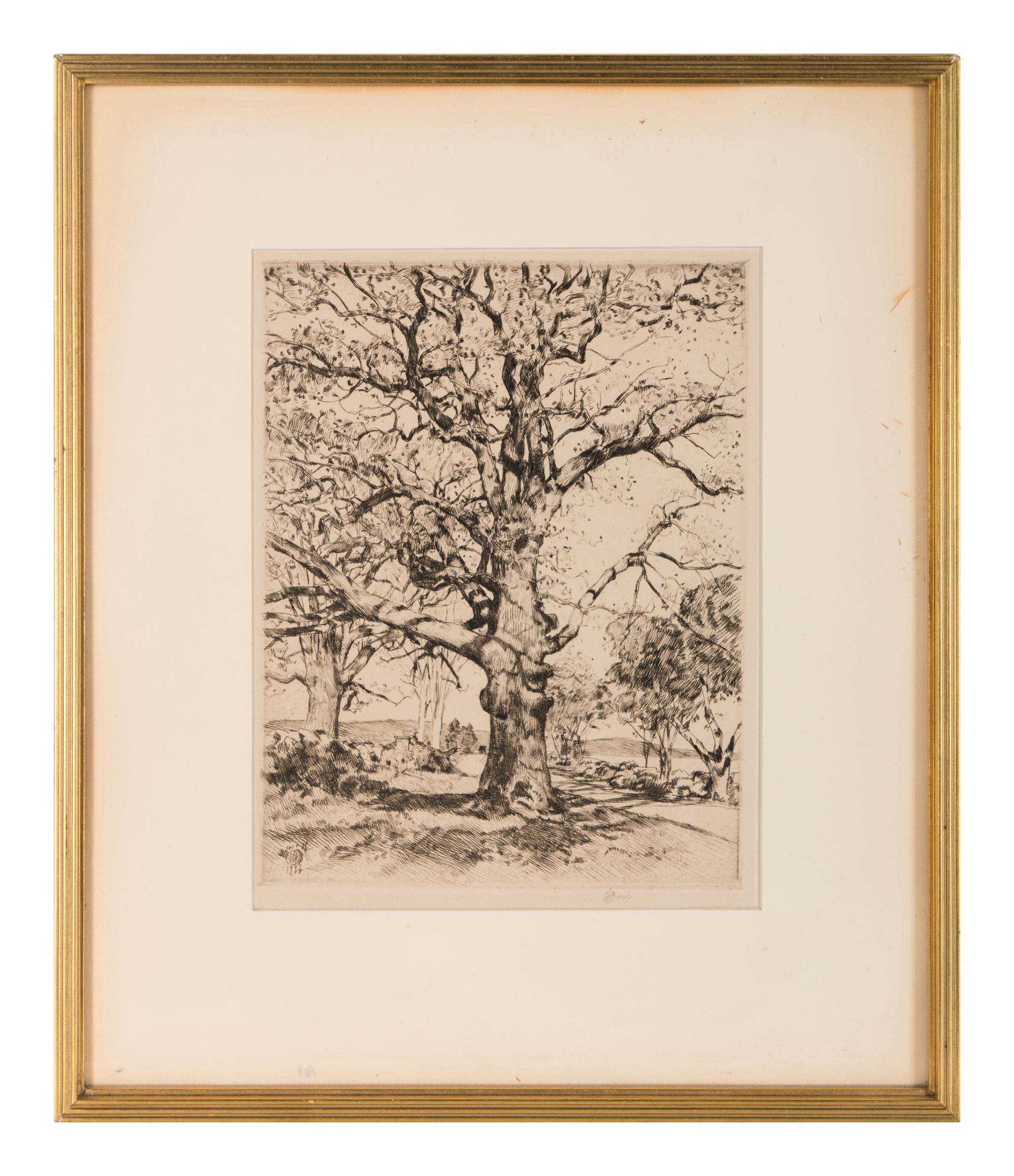 Wayside Inn—Oaks in Spring , 1926