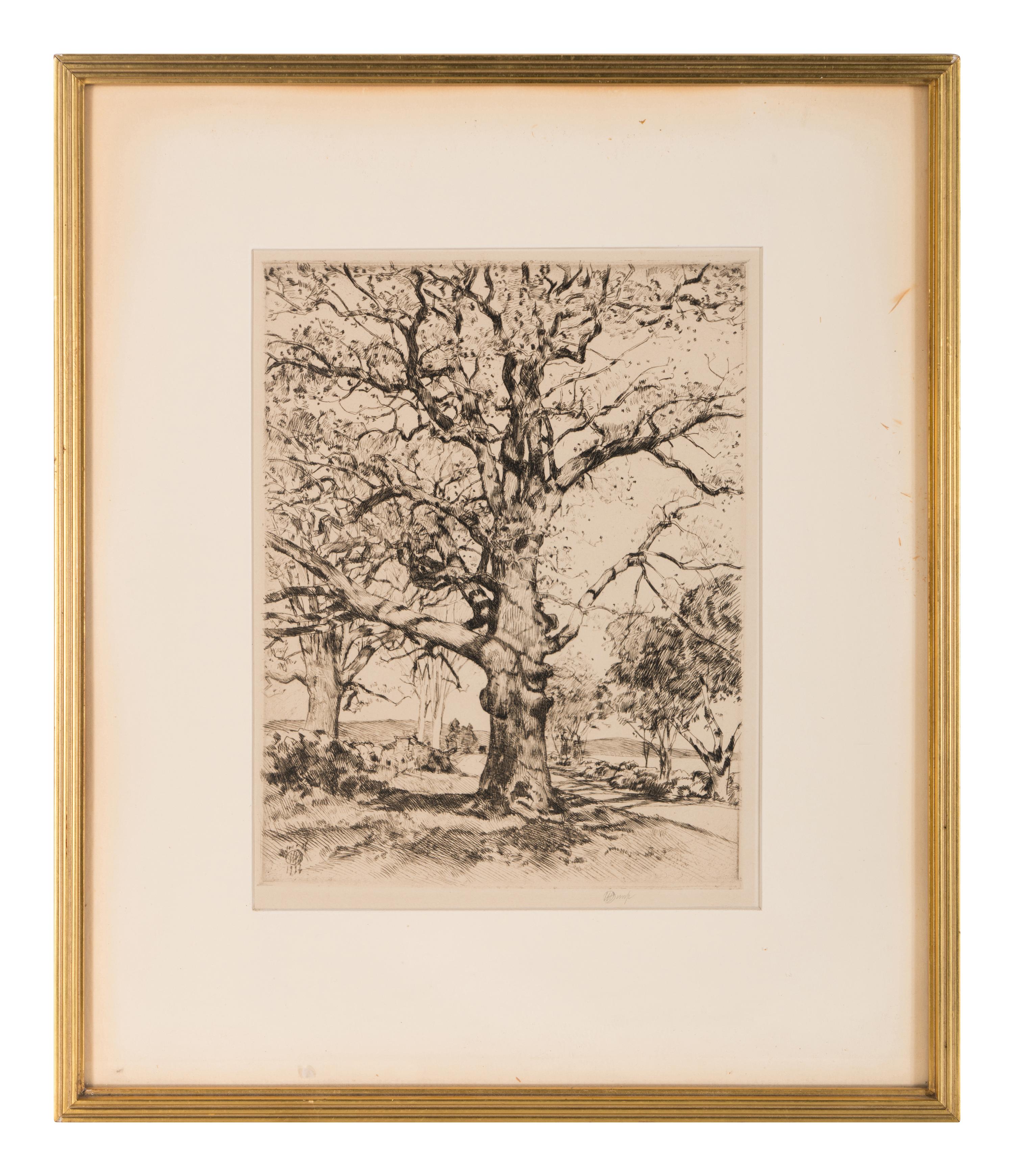 Wayside Inn—Oaks in Spring , 1926