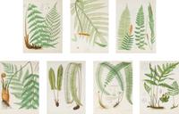 A Set of Seven Botanical Prints in Giltwood Frames
