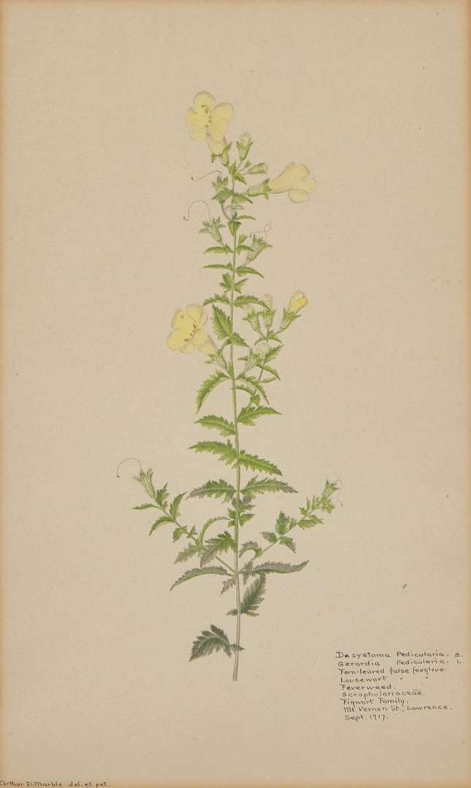 A group of four botanical watercolor drawings, 19th / 20th century