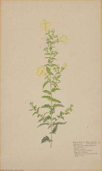 A group of four botanical watercolor drawings, 19th / 20th century