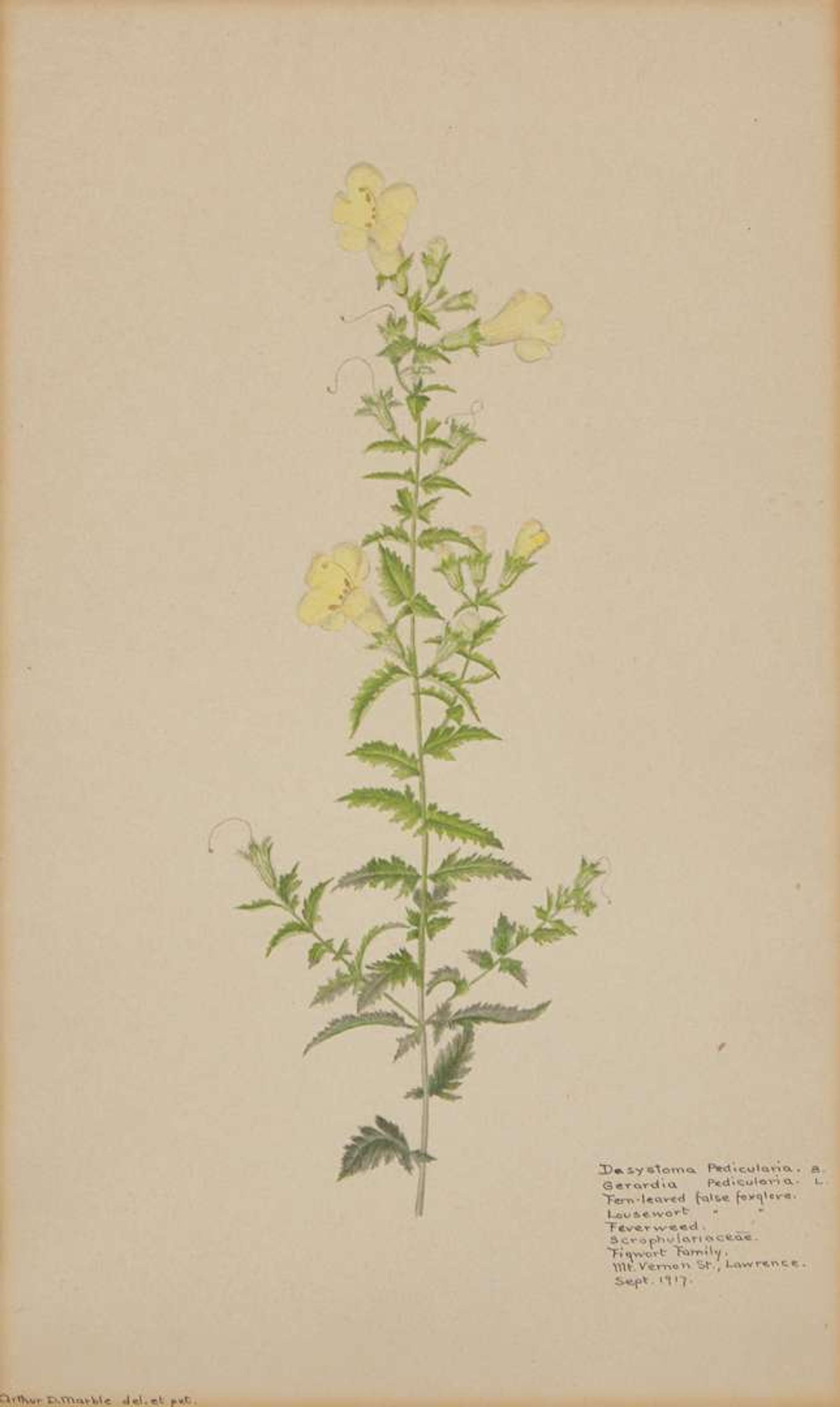 A group of four botanical watercolor drawings, 19th / 20th century