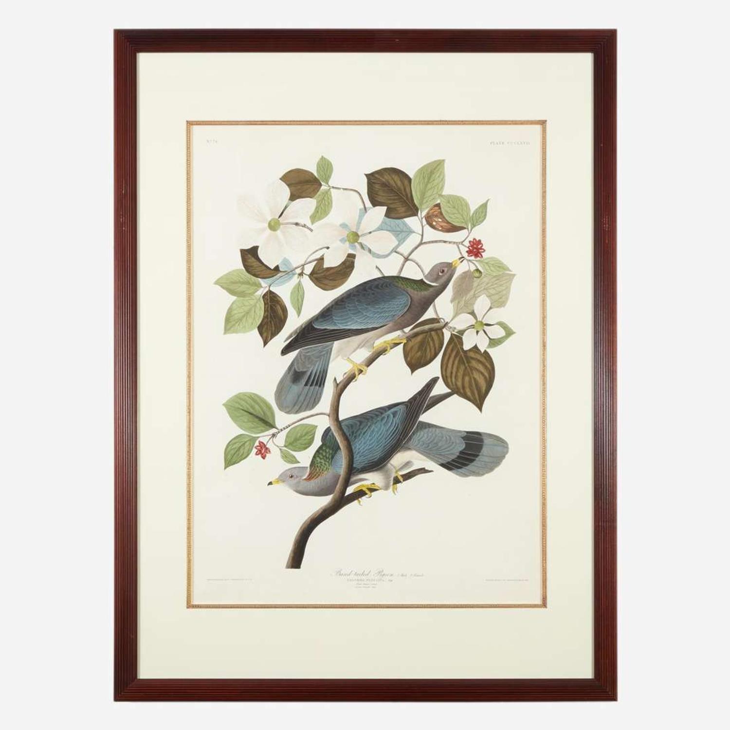 [Prints] Audubon, J(ohn). J(ames). Band-tailed Pigeon
