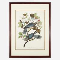 [Prints] Audubon, J(ohn). J(ames). Band-tailed Pigeon