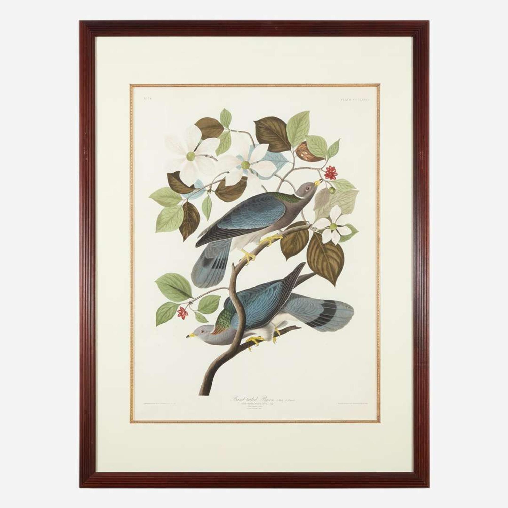[Prints] Audubon, J(ohn). J(ames). Band-tailed Pigeon