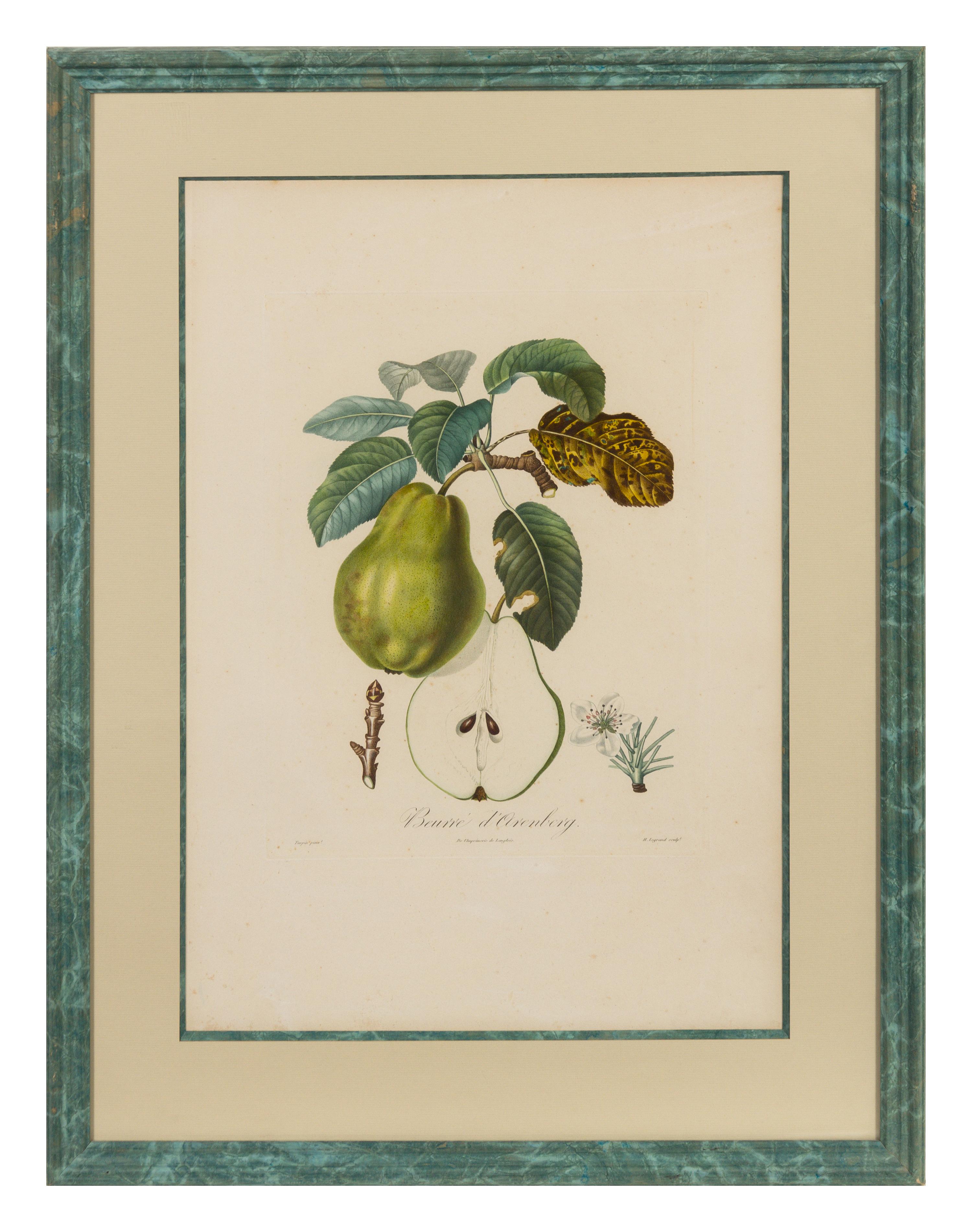 A Set of Six Botanical Prints 19 x 12 1/2 inches. — 19TH CENTURY