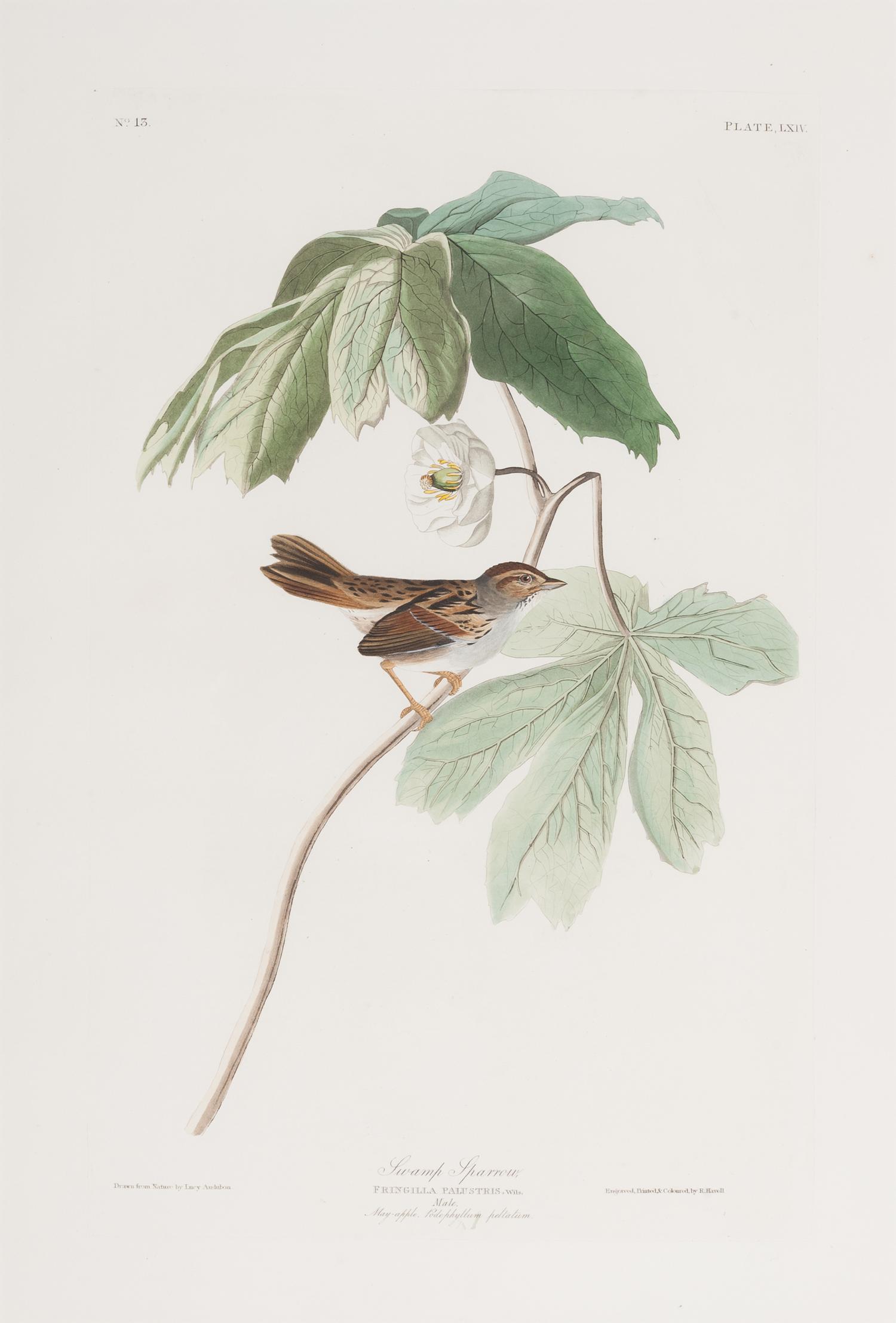 AUDUBON, John James (1785-1851).