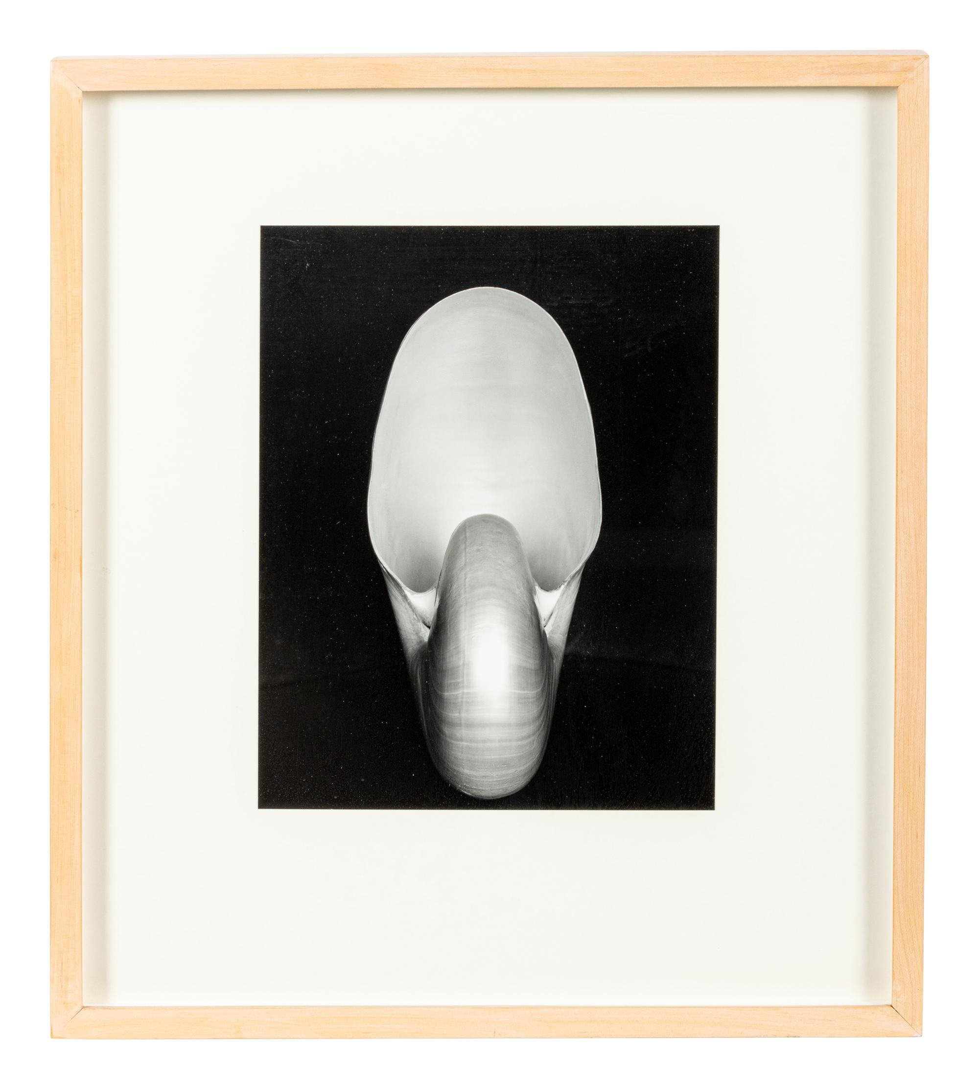 Edward Weston (1886-1958) Shell, 1927