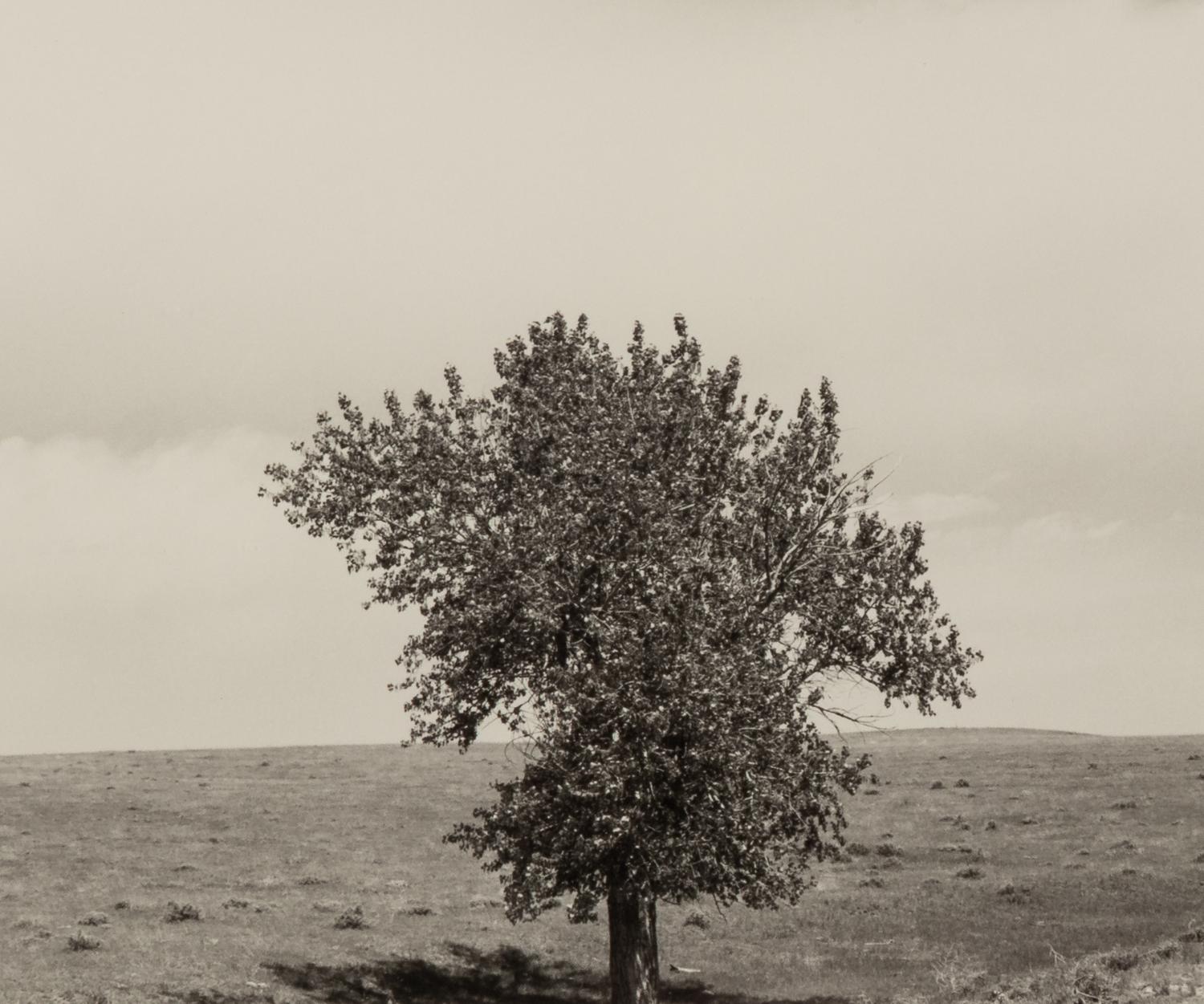 Robert Adams (born 1937) Pawnee National Grassland, Colorado, 1984