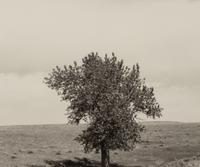 Robert Adams (born 1937) Pawnee National Grassland, Colorado, 1984