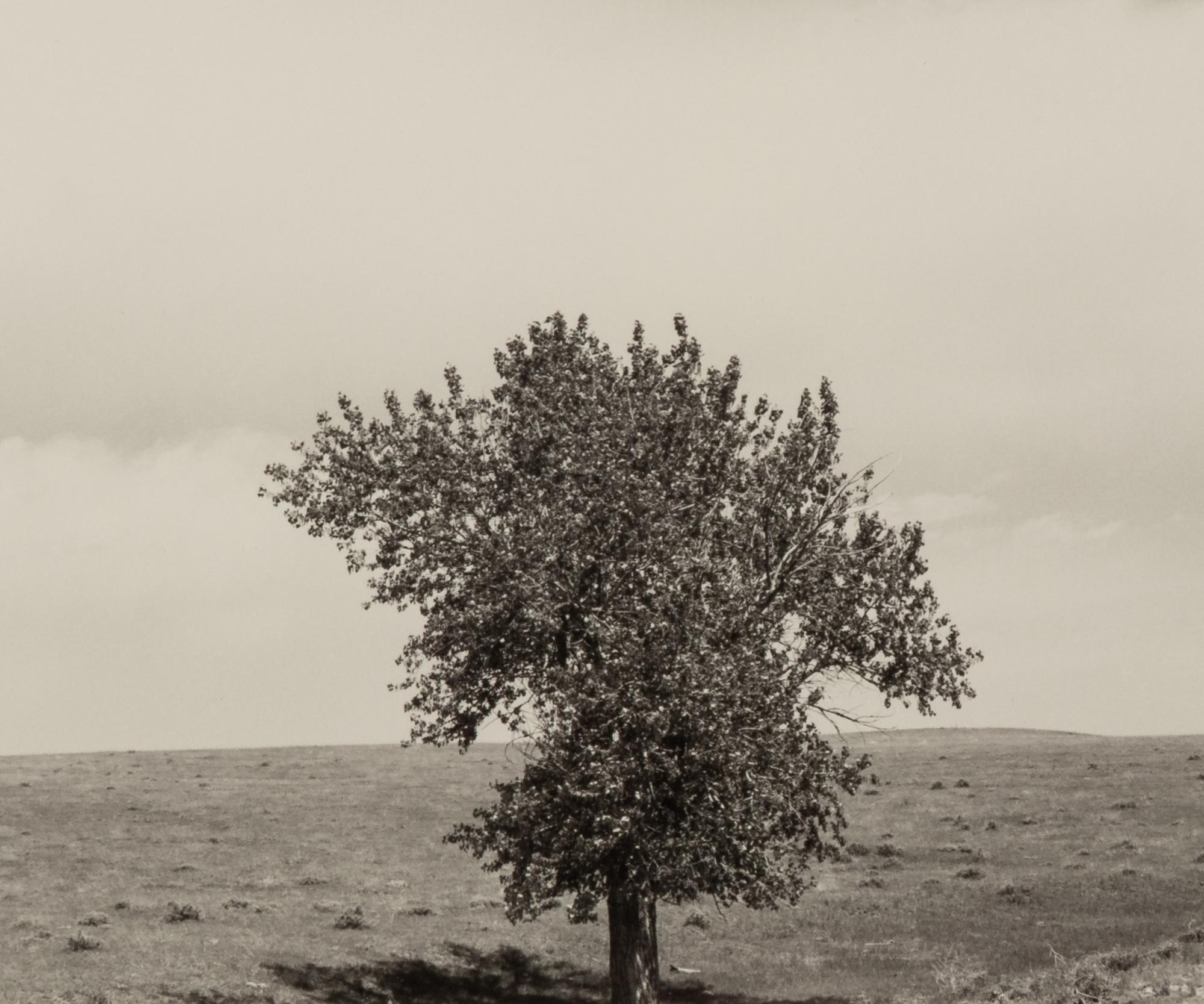 Robert Adams (born 1937) Pawnee National Grassland, Colorado, 1984