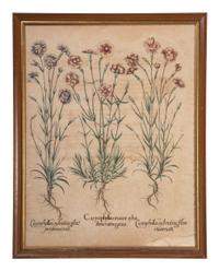Two Hand-Colored Copper Plate Botanical Engravings