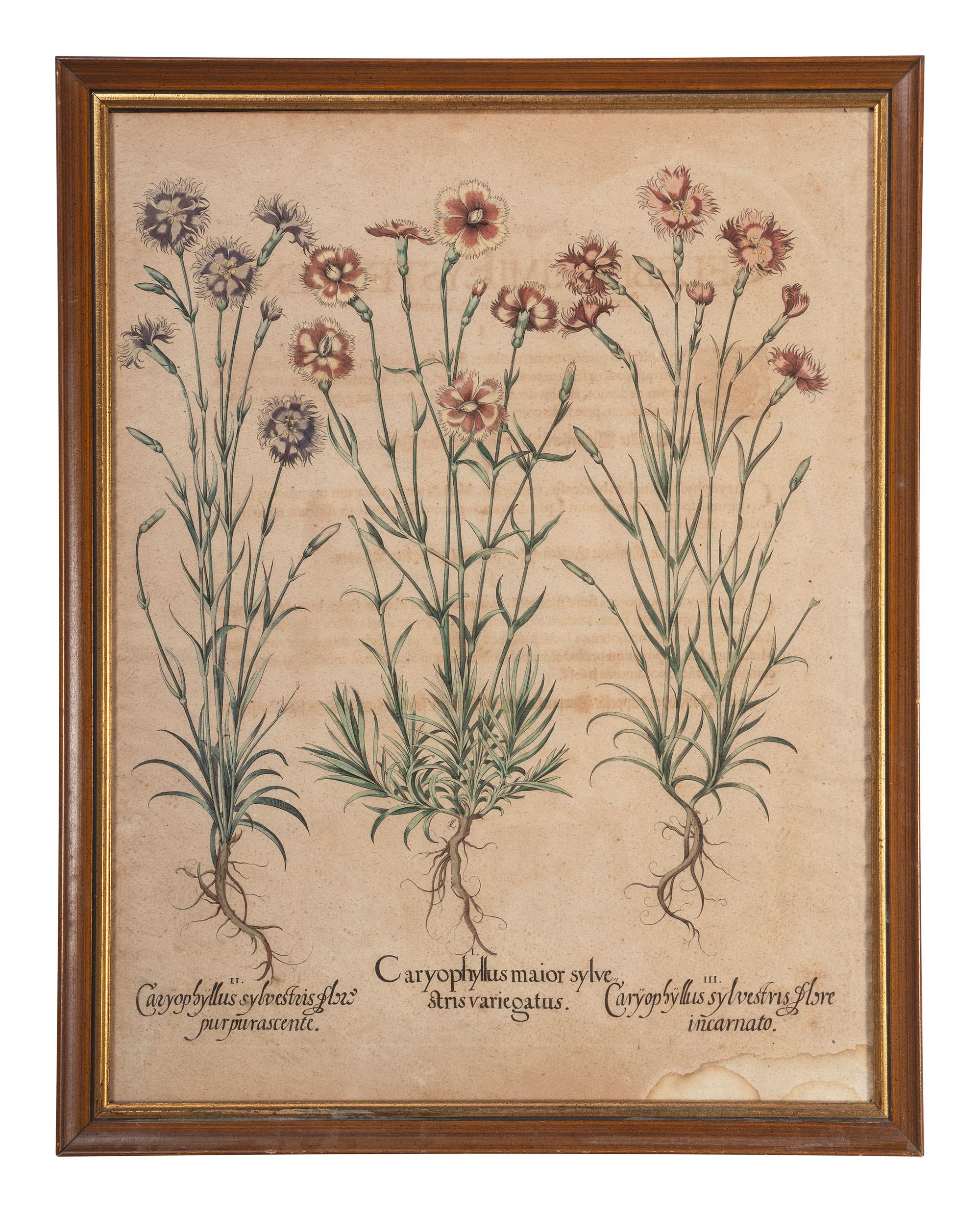 Two Hand-Colored Copper Plate Botanical Engravings