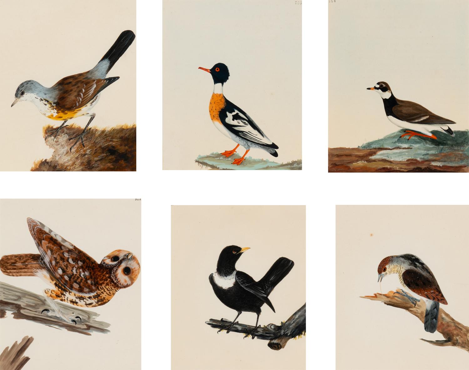 Six Bird Portraits
