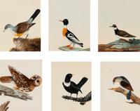 Six Bird Portraits