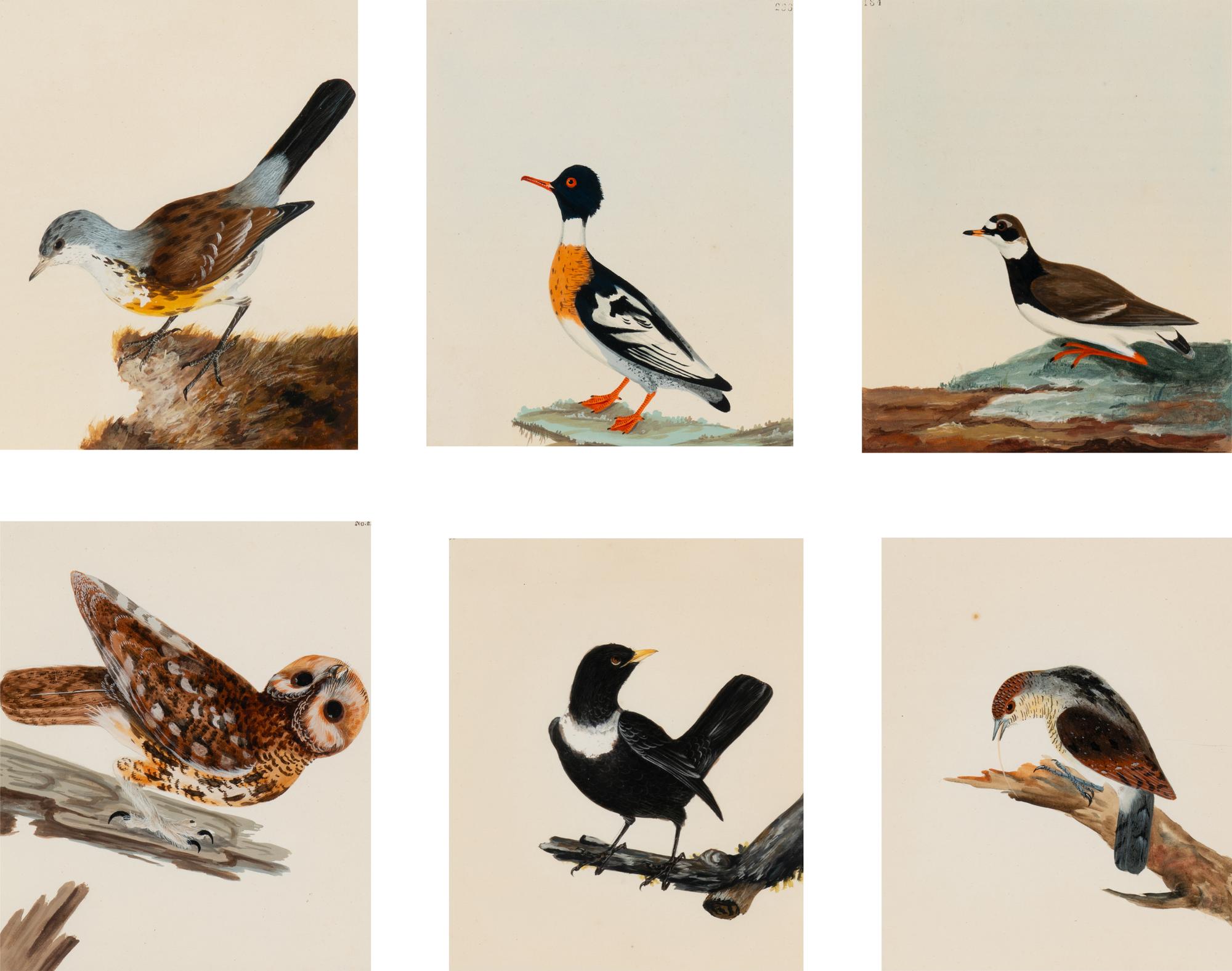 Six Bird Portraits