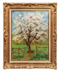 Au printemps, pommier en fleurs
