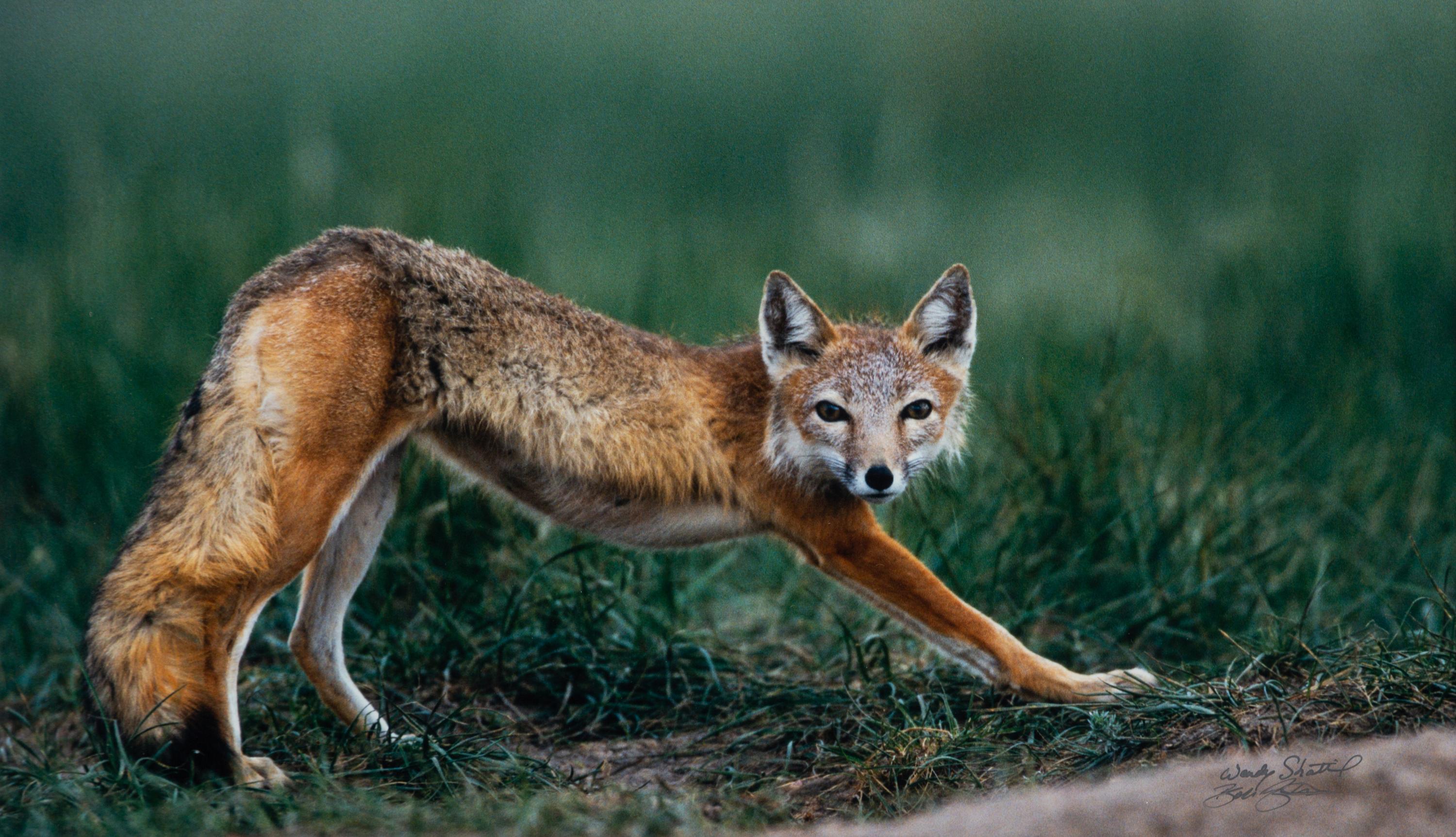 Prairie Vision: Images from a Sea of Grass (2002) Twenty Color Photographs