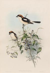 John Gould and H.C. Richter (British, 19th Century)
