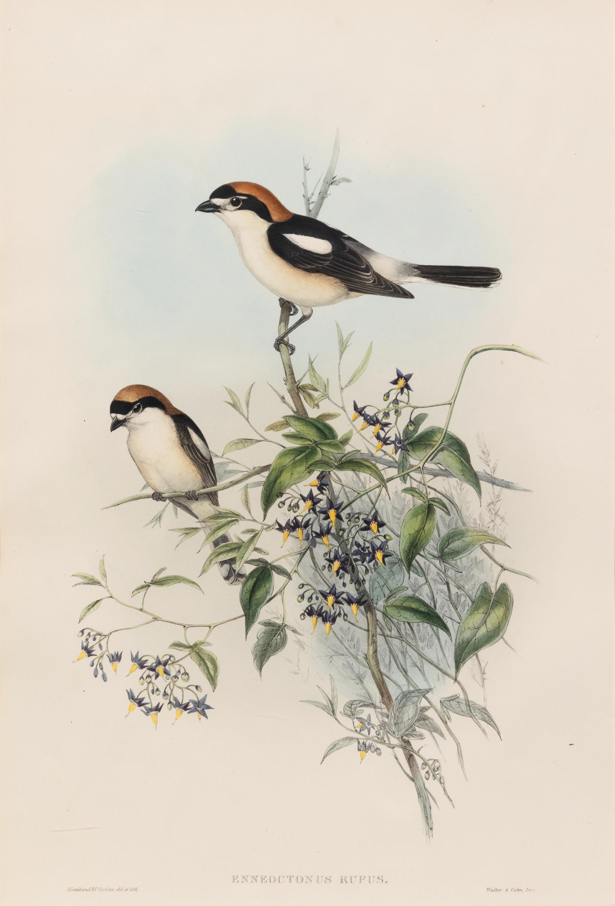 John Gould and H.C. Richter (British, 19th Century)