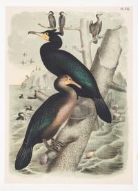 (STUDER, JACOB) JASPER, THEODORE. ..The Birds of North America. Columbus, [c. 1880] 56 color litho plates, disbound.