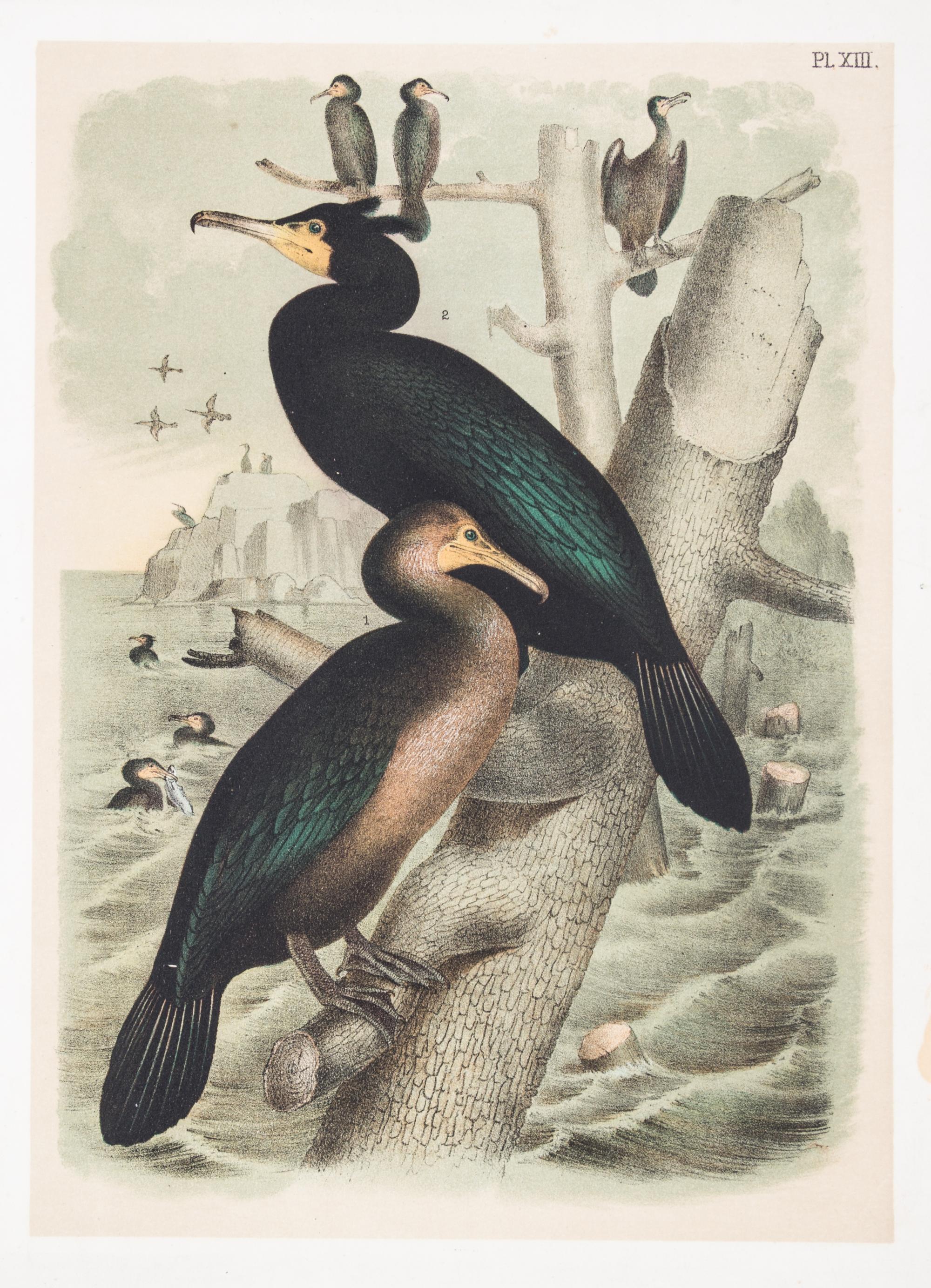 (STUDER, JACOB) JASPER, THEODORE. ..The Birds of North America. Columbus, [c. 1880] 56 color litho plates, disbound.
