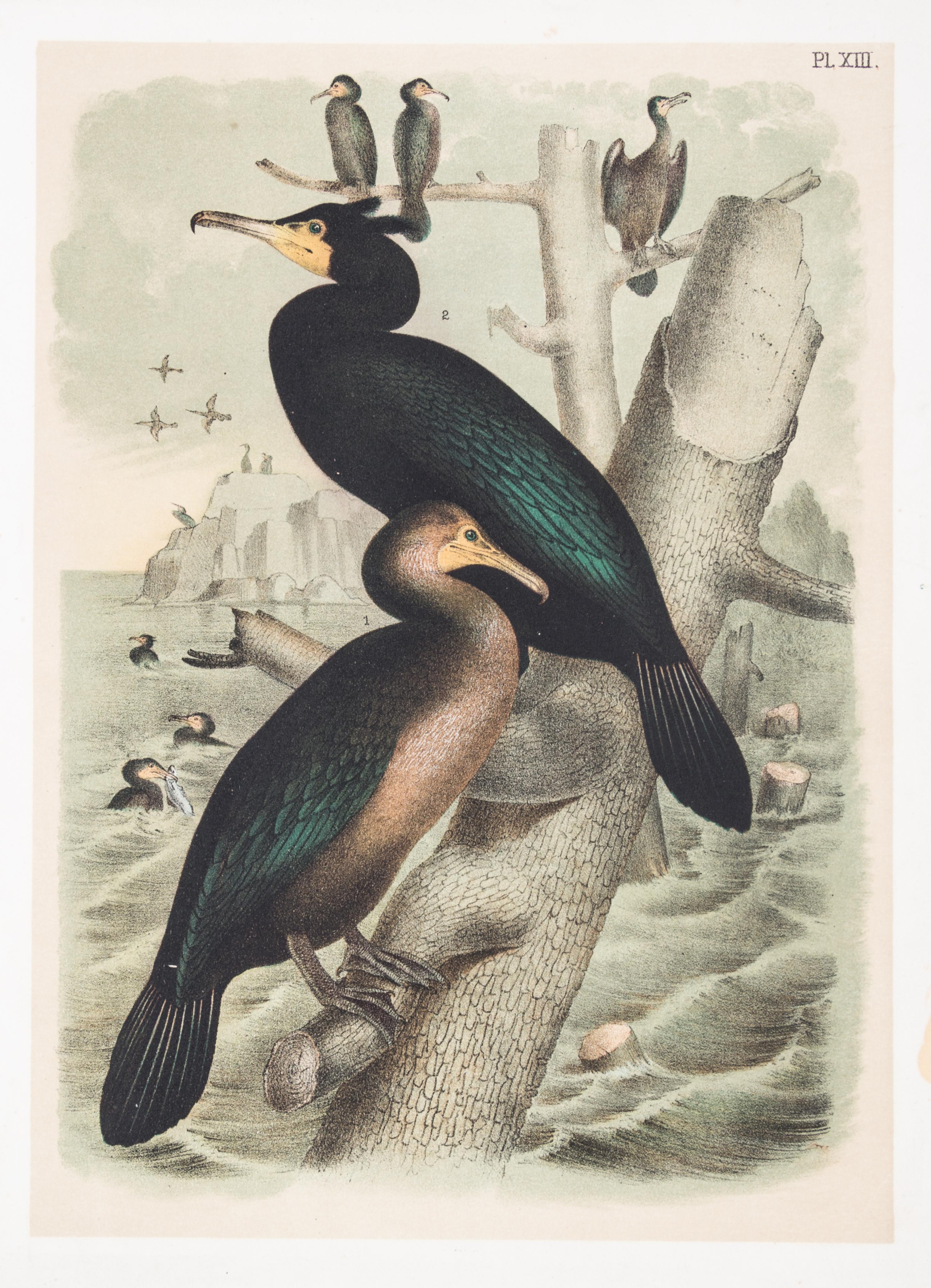 (STUDER, JACOB) JASPER, THEODORE. ..The Birds of North America. Columbus, [c. 1880] 56 color litho plates, disbound.