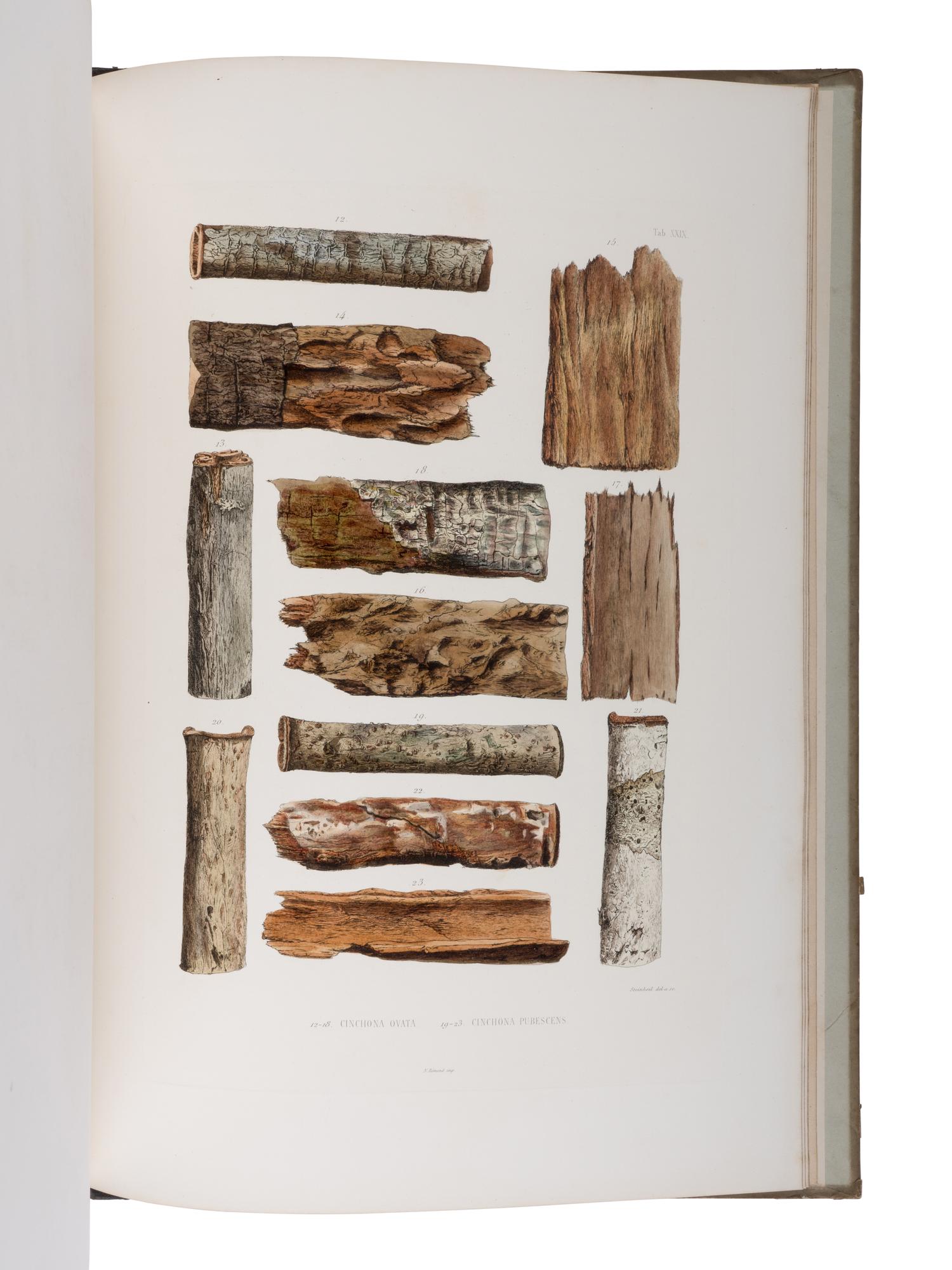 [NATURAL HISTORY]. WEDDELL, Hugh Algernon (1819-1877). Histoire Naturelle des Quinquinas, ou Monographie du Genre Chinchona, suivie d'une Description du Genre Cascarella et de quelques autres Plantes de la meme Tribu . Paris: Victor Masson, 1849.